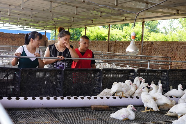 【三下乡】振兴乡村绿化养殖建设发展