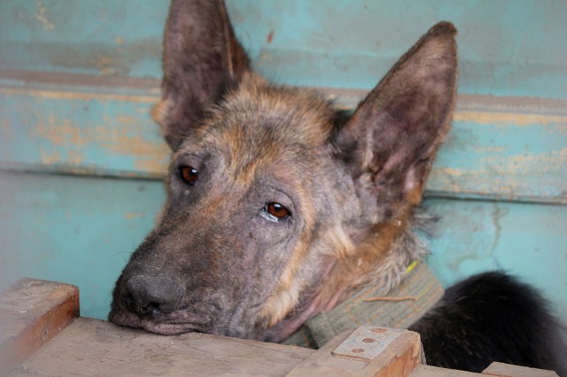 【完满班级】佛语有云 众生平等——食品与环境学院动医1703班举办完满班级活动