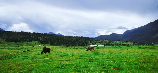 将青春奉献到祖国最需要的地方去——绽放在西藏林芝的太阳花