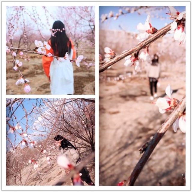 【前行】第109期:“白浅”上仙醉卧信院“十里桃林”