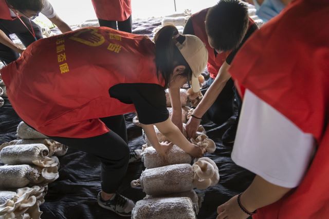 【暑期社会实践】夏季农忙时 劳作获真知——大数据学院、信息工程学院学习培育食用菌暑期社会实践活动