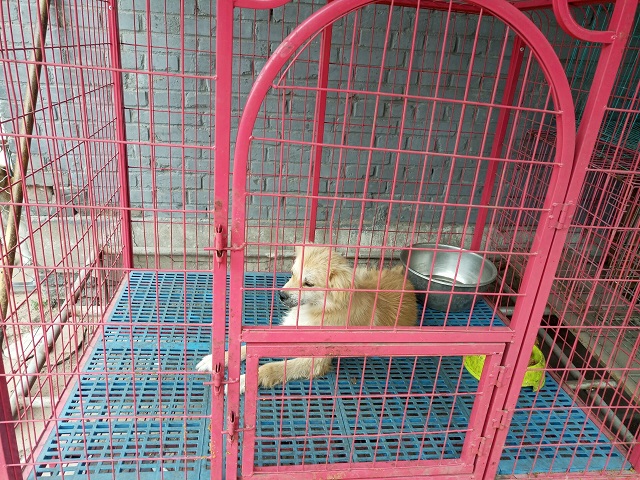 【完满班级】敬万物生灵至微 养行与善之永德——食品与环境学院城规1701班完满班级活动