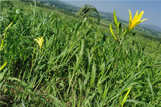 【暑期社会实践】淬炼商学院：聚焦农村特色 探寻乡村振兴