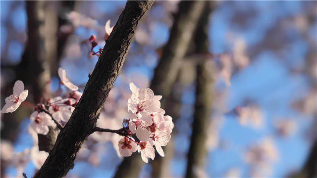 【完满班级】不负春光 拥抱春天——计科1803“停住你我的脚步，‘疫’春天的色彩”活动