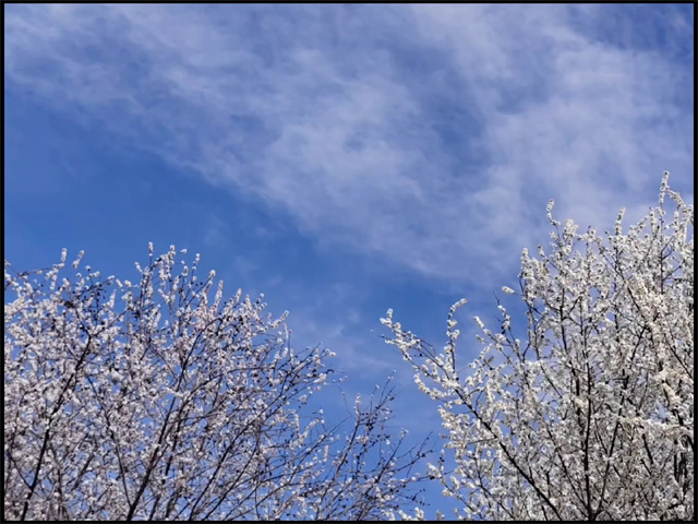 疫去花开 向阳而生——淬炼·国际商学院第一届“藏住春天·vlog”短视频记录活动