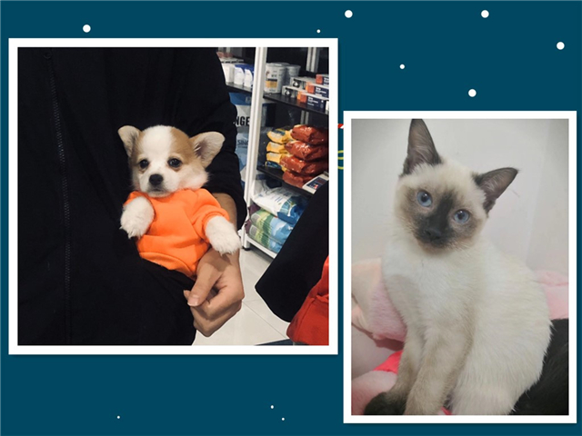 西部之声第9期:他们的爱情故事在西部开出花朵