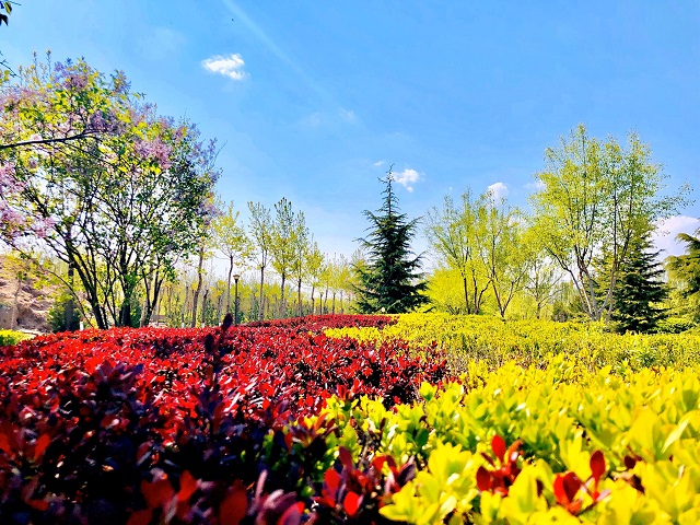 前行第177期:花开右岸 春抚信院