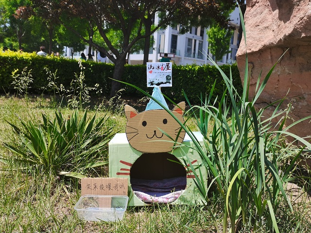 【青马工程】流浪小屋计划 让每一份爱心都得到归属