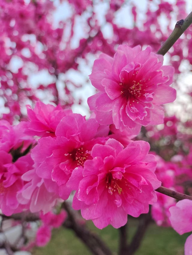 【前行】春眠花醒时 共叙右岸情