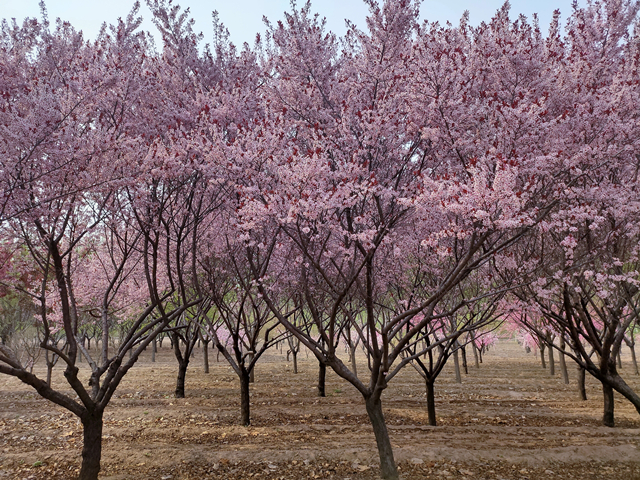 【完满班级】“探索春天的奥秘”摄影活动——软件1801班完满班级活动