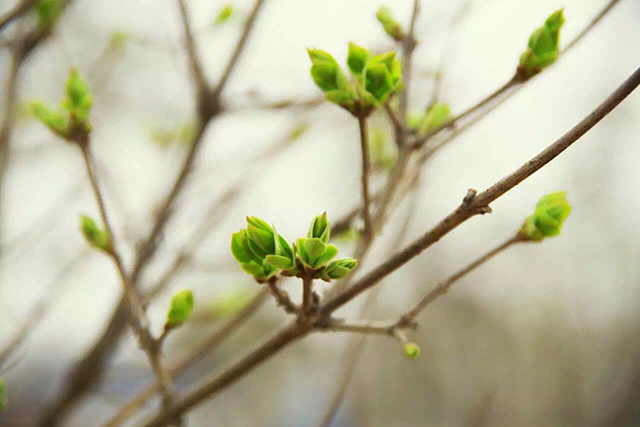 【前行】第28期：清明时节雨纷纷 信院春情最撩人