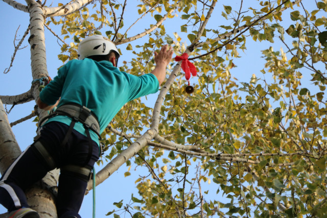 山西高校首次攀树大赛，盛况空前信院创造