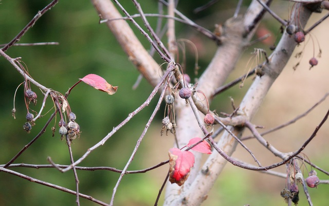 前行第137期：落叶秋风寒衣冷 萧萧木叶南归雁