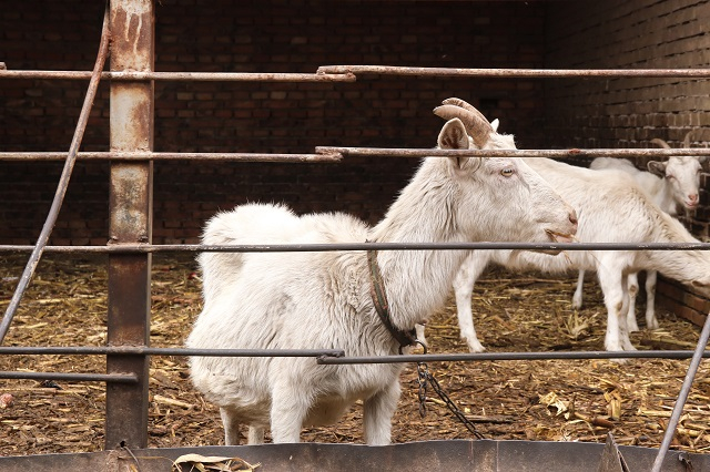 【青春支农】行走的力量第189期:春暖花开再聚敦坊 用心描绘乡村振兴美景