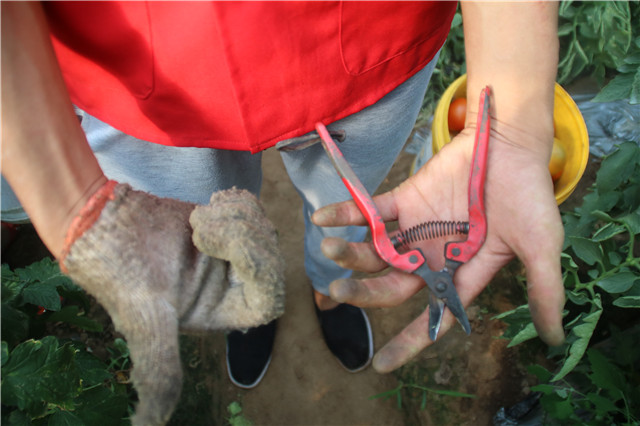 【三下乡】献身大棚  感化每一篇绿茵——机电工程系“机时予”象谷村志愿服务纪实（三）