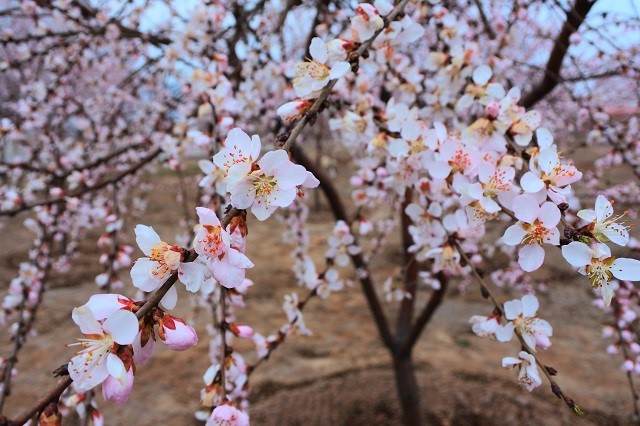 【前行】第109期:“白浅”上仙醉卧信院“十里桃林”