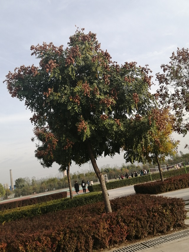 【完满班级】捕捉光影 定格美好——食品与环境学院园林1901班完满班级