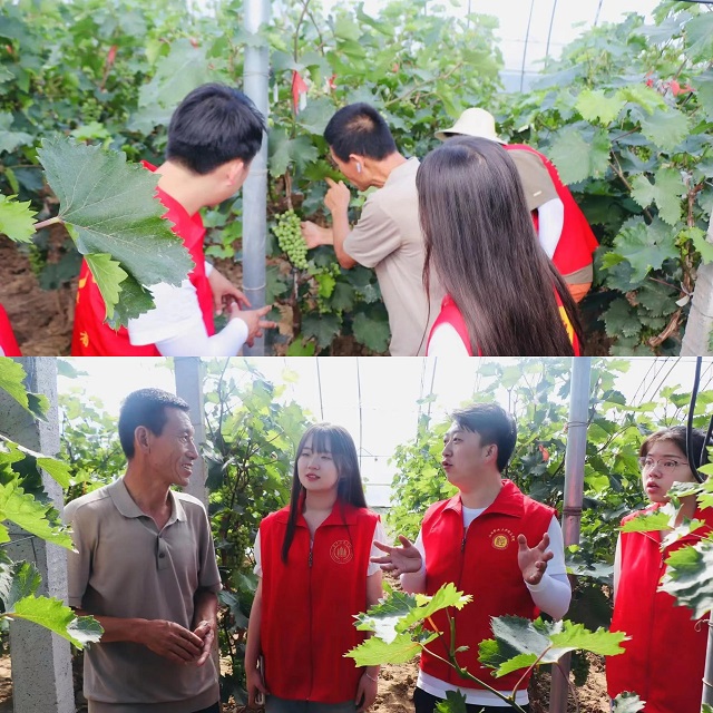 【三下乡】进田间地头·种植员张春明与“新”农来堡的十年相依——经济与管理学院“经”缘晋乡实践团助农篇