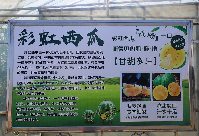 【三下乡】Follow me！带你揭秘长在空中的“彩虹”西瓜——大数据学院、信息工程学院“智·惠农”太谷农高区产业振兴实践团