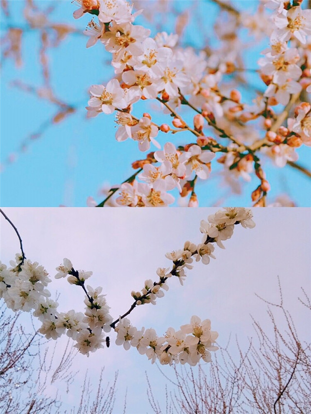 前行第151期:桃之夭夭 醉的是昨日的逝去