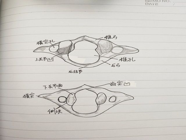 【社团快讯】“骨”足干劲 精细手绘——食品与环境学院首届“铮铮铁骨”骨骼手绘大赛