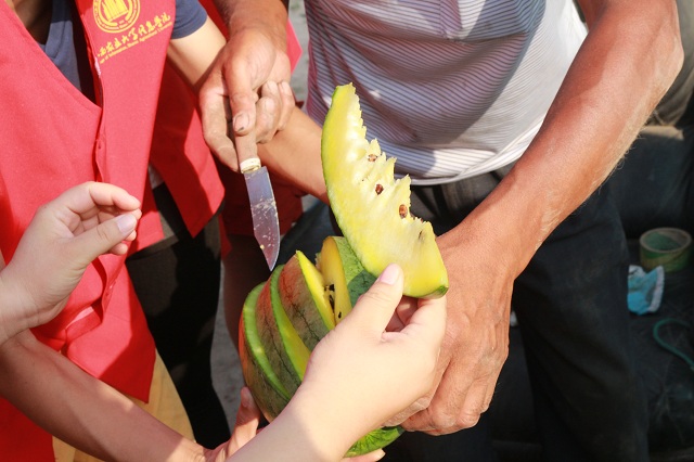 【三下乡】探访“农谷”的瓜田盛宴——2017环科系暑期“北斗星”公益实践团南阳村之行（五）