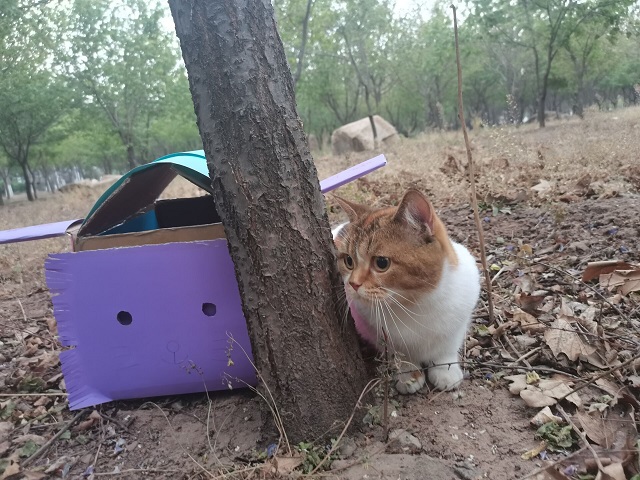 【青马工程】流浪小屋计划 让每一份爱心都得到归属