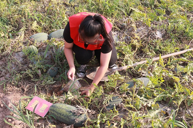 【三下乡】探访“农谷”的瓜田盛宴——2017环科系暑期“北斗星”公益实践团南阳村之行（五）