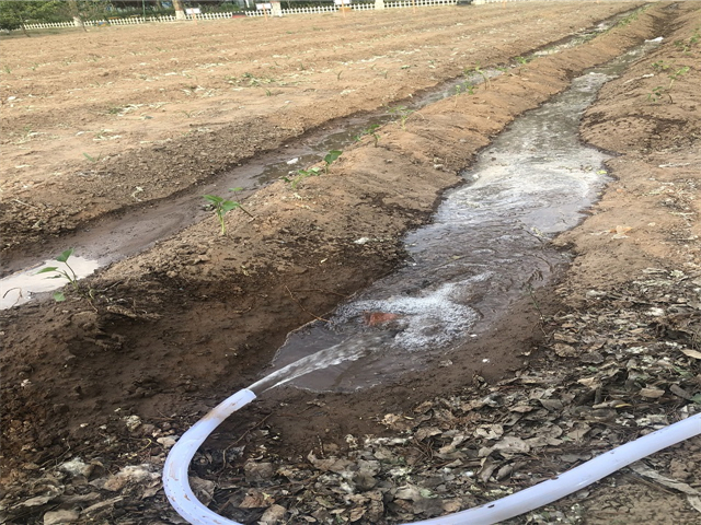 【信院农场】农耕项目第2期:初夏时节 耕植方圃 不亦乐乎