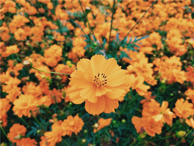 【完满班级】不负春光 拥抱春天——计科1803“停住你我的脚步，‘疫’春天的色彩”活动