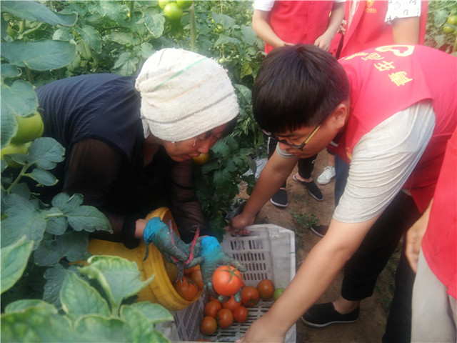【三下乡】志愿者风采：收获番茄 收获不一般的经历——机电工程系“机时予”象谷村志愿服务纪实（三）