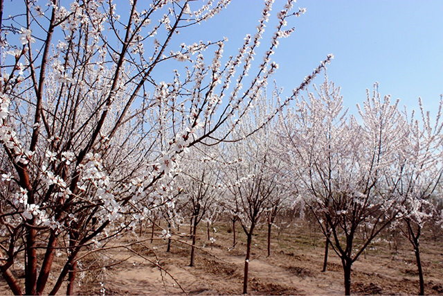 【前行】第28期：清明时节雨纷纷 信院春情最撩人