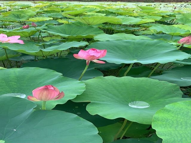 【暑期社会实践】定格 记忆——艺术传媒学院视觉1704班微电影暨平面摄影作品征集活动