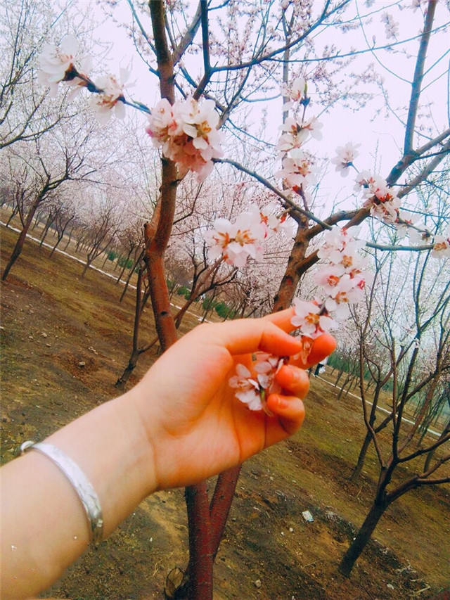 前行第151期:桃之夭夭 醉的是昨日的逝去