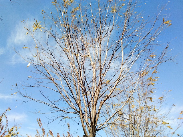 前行第137期：落叶秋风寒衣冷 萧萧木叶南归雁