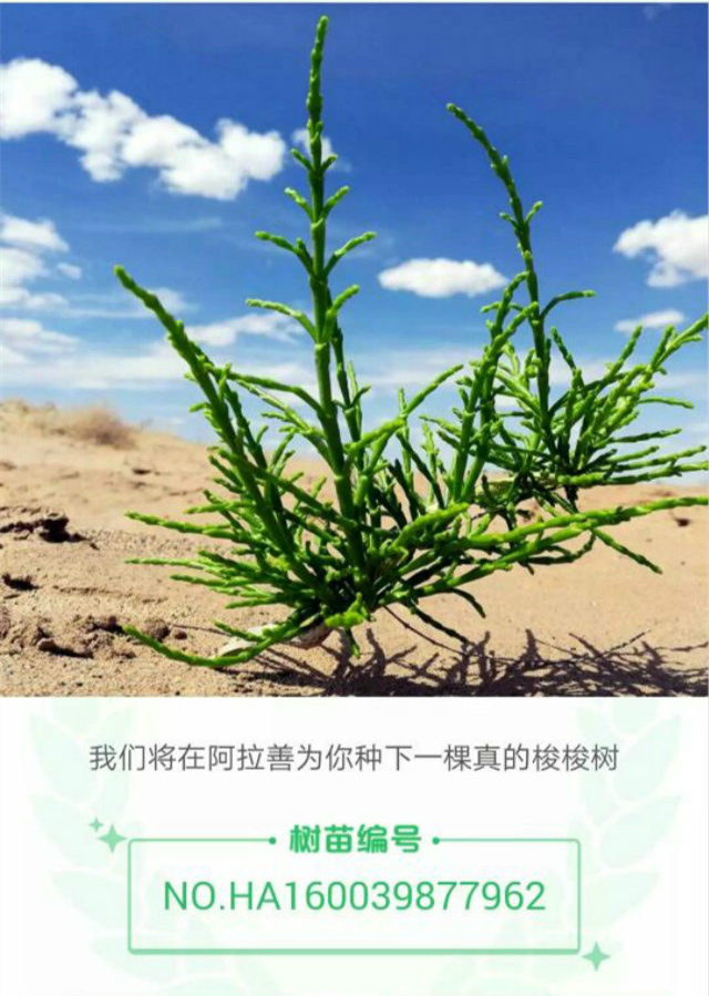 【完满班级】工管学子助力“蚂蚁森林”公益活动走进阿拉善