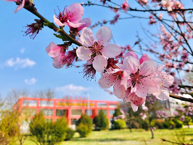 前行第177期:花开右岸 春抚信院