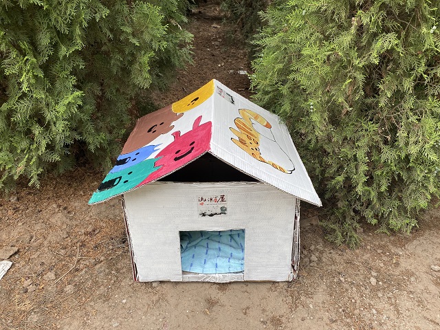 【青马工程】流浪小屋计划 让每一份爱心都得到归属