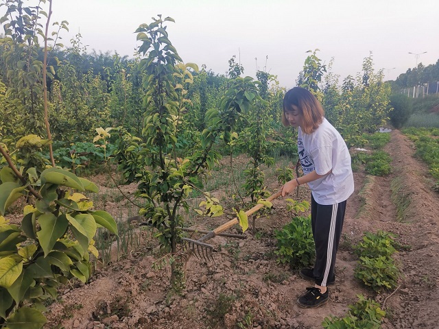 【暑期社会实践】淬炼学子参加学工学农劳动实践 体认劳动价值