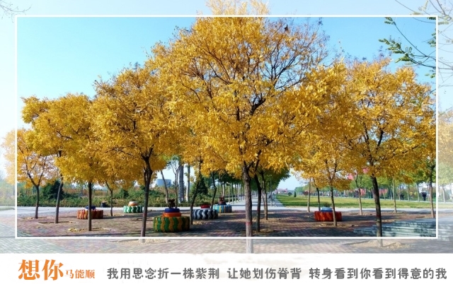 三行诗 校园文学作品中的诗和远方——寄情以墨作品收录站优秀作品展(一)