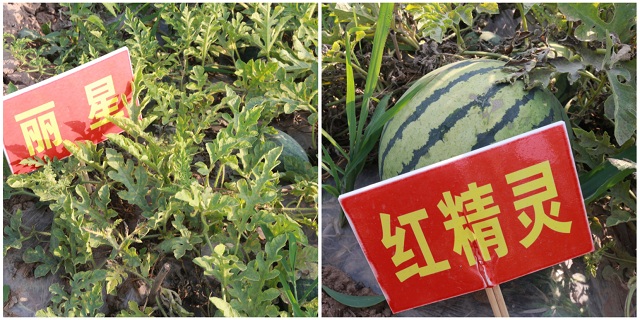 【三下乡】探访“农谷”的瓜田盛宴——2017环科系暑期“北斗星”公益实践团南阳村之行（五）