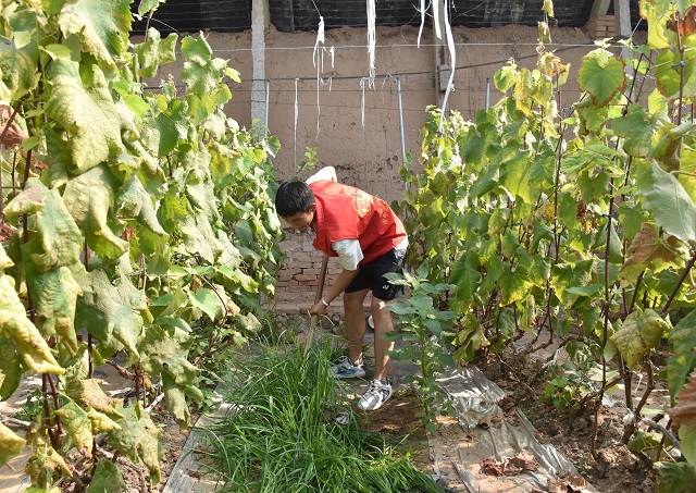 【三下乡】青春实践 绿色育苗——食品与环境学院暑期“三下乡”社会实践活动