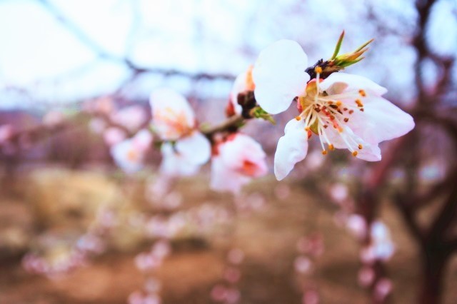 【前行】第109期:“白浅”上仙醉卧信院“十里桃林”