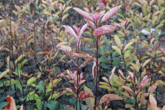 【三下乡】转型升级新方向  助力农谷“北斗星——2017环科系暑期“北斗星”公益实践团南阳村之行（四）”