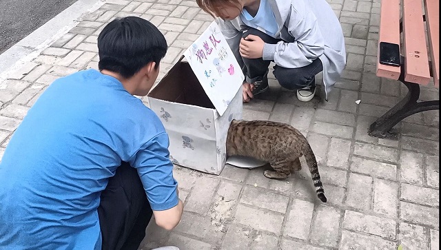 【青马工程】流浪小屋计划 让每一份爱心都得到归属