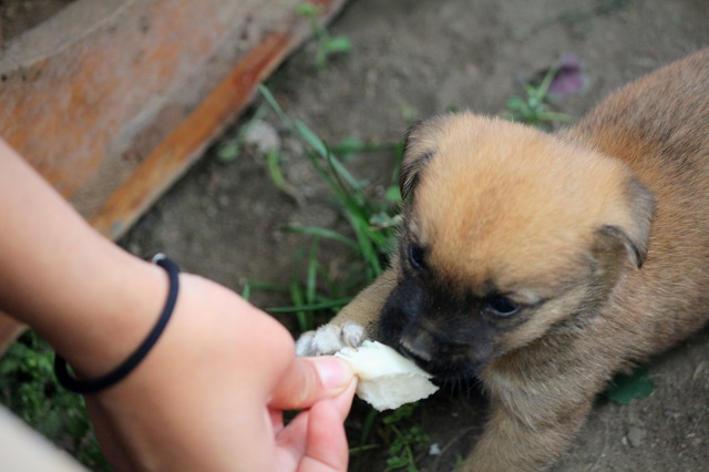 【完满班级】佛语有云 众生平等——食品与环境学院动医1703班举办完满班级活动