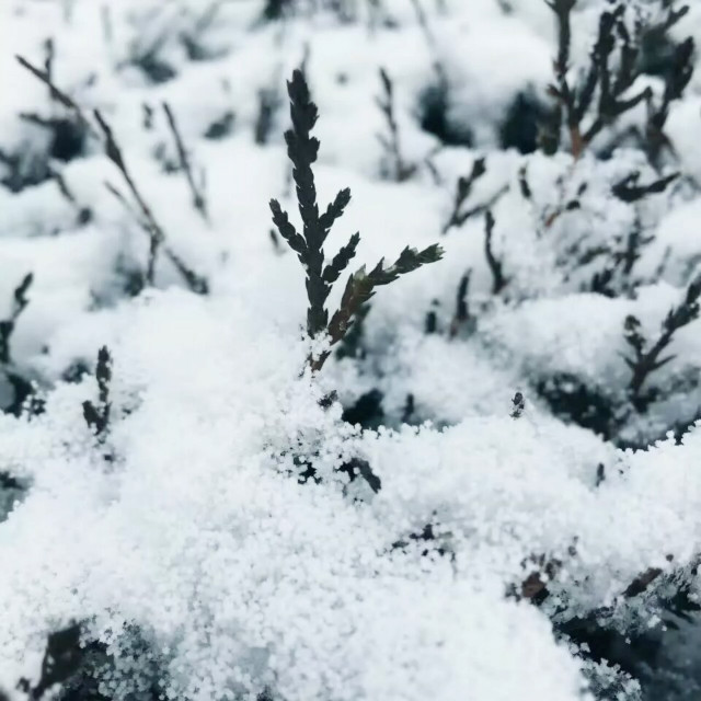 【前行】第80期:漫天皆白 唯你耀眼