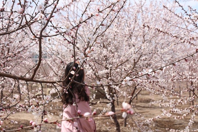 【前行】第109期:“白浅”上仙醉卧信院“十里桃林”