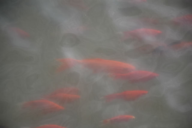 【前行】第26期:细雨化寒风 春意撩人心