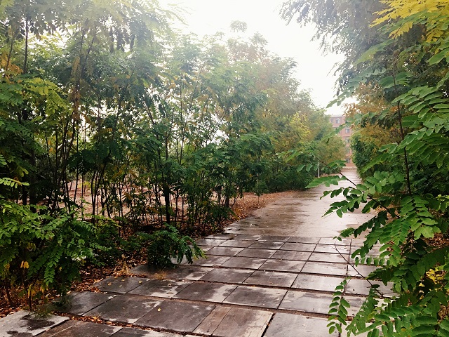 【前行】第44期: 一叶知秋 岁月静好